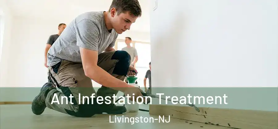 Ant Infestation Treatment Livingston-NJ