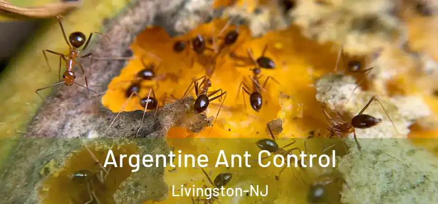 Argentine Ant Control Livingston-NJ