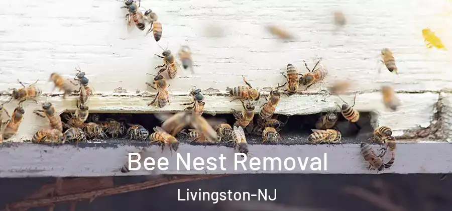 Bee Nest Removal Livingston-NJ