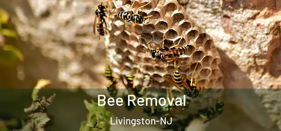 Bee Removal Livingston-NJ