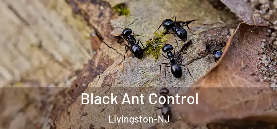 Black Ant Control Livingston-NJ