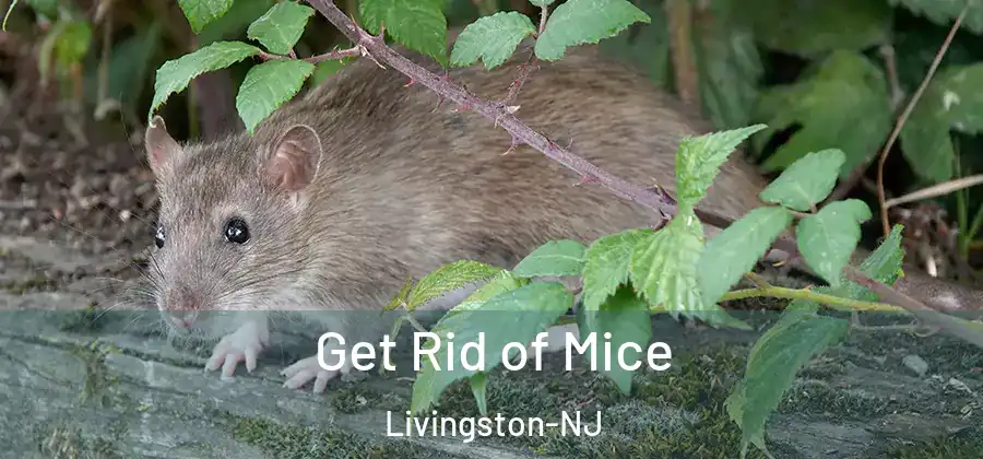 Get Rid of Mice Livingston-NJ