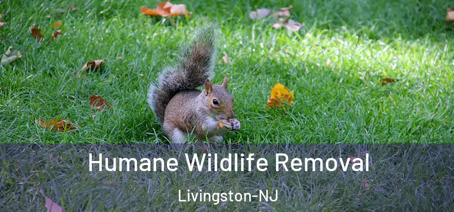 Humane Wildlife Removal Livingston-NJ