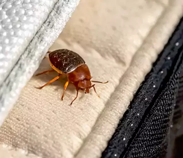 Trusted Bed Bug Prevention Specialists in Livingston, NJ
