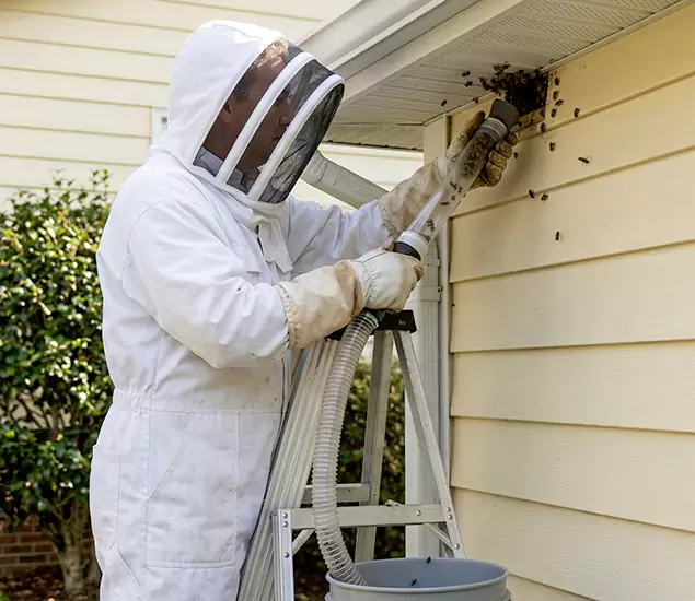 Your Affordable Bee Removal Company in Livingston, NJ