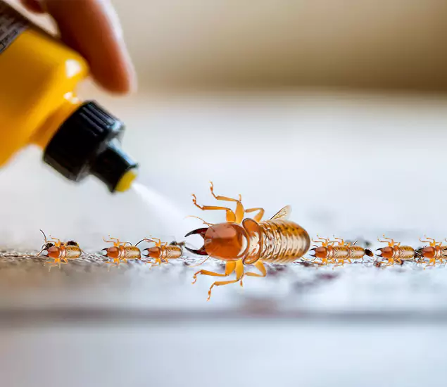 Reliable Bora Care Termite Experts in Livingston, NJ