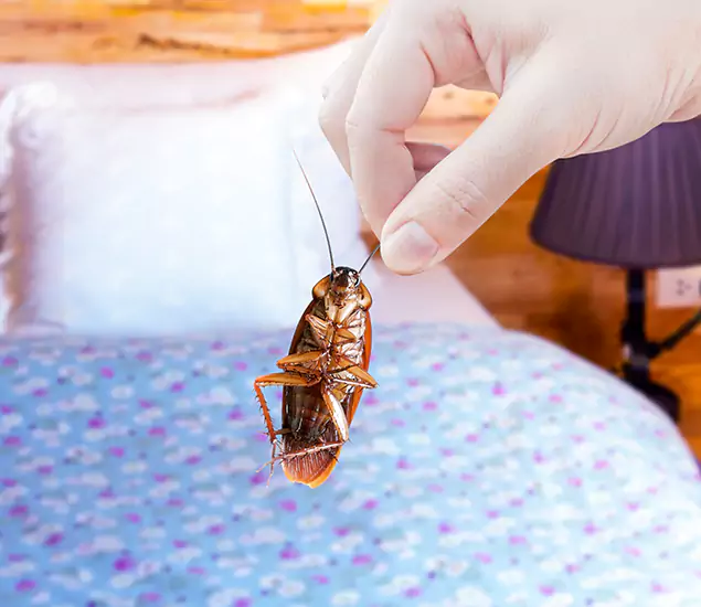 Expert Roach Control Services: Your Cockroach Pest Control in Livingston, NJ