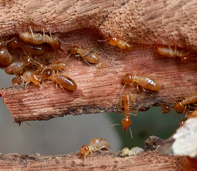 About Our Drywood Termite Treatment Experts in Livingston, NJ