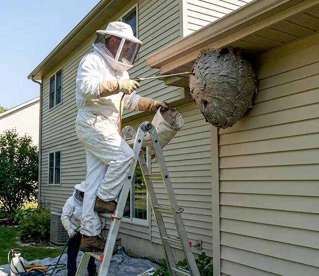 Expert Wasp Nest Removal: Your Local Wasp Nest Removal Company in Livingston, NJ