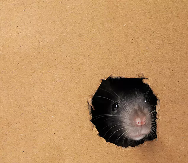 Rats in Attic Removal Experts in Livingston, NJ