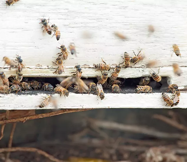Trusted Termite Exterminator Experts You Can Rely On in Livingston, NJ