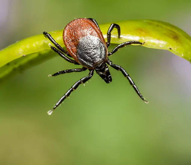Your Trusted Tick Pest Control in Livingston, NJ