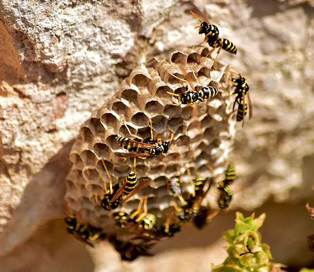 Your Best Wasp Removal Company in Livingston, NJ
