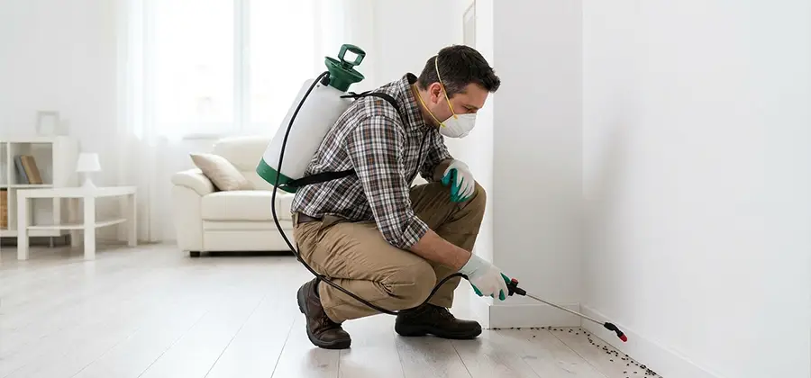 Seasonal Ant Infestation Control in Livingston