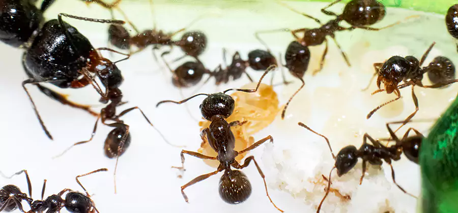 Argentine Ant Barrier Treatment in Livingston