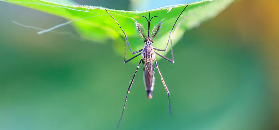 Natural Mosquito Spray for Yard in Livingston