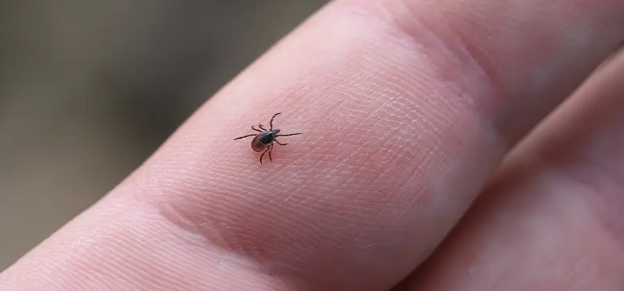 Infection Prevention for Bed Bug Bites in Livingston
