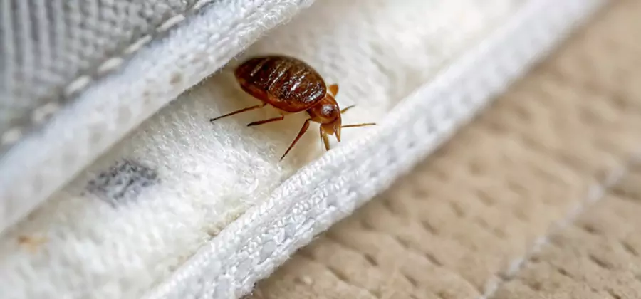 Tenting Bed Bug Fumigation in Livingston