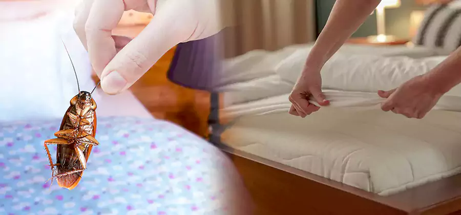 Bed Bug Home Extermination Service in Livingston