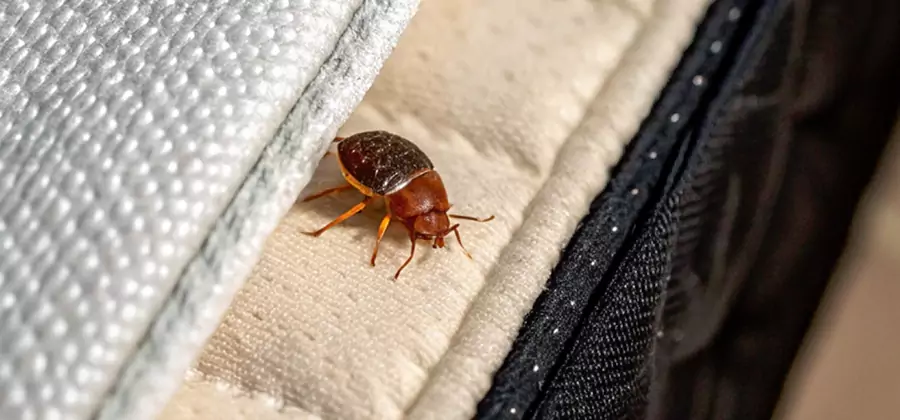 Commercial Bed Bug Control in Livingston