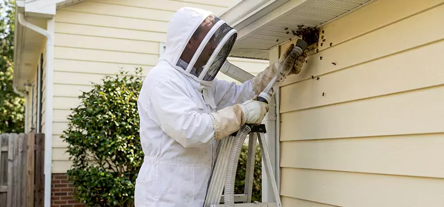 Ground Bee Removal in Livingston