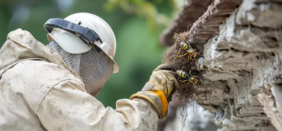 Bee and Wasp Hornet Removal in Livingston
