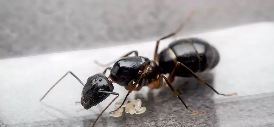 Black Ants in Kitchen Elimination in Livingston