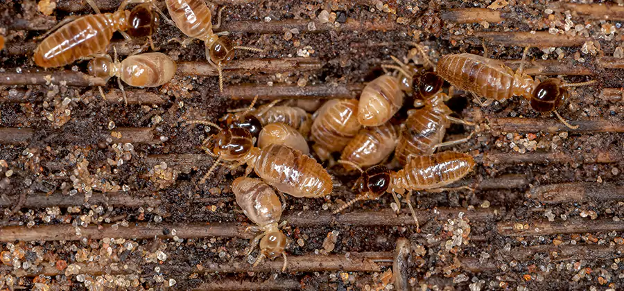 Bora Care Residential Termite Control in Livingston