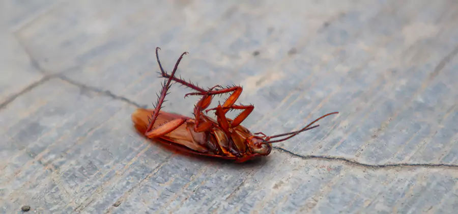 Cockroach Eradication for Commercial Properties in Livingston