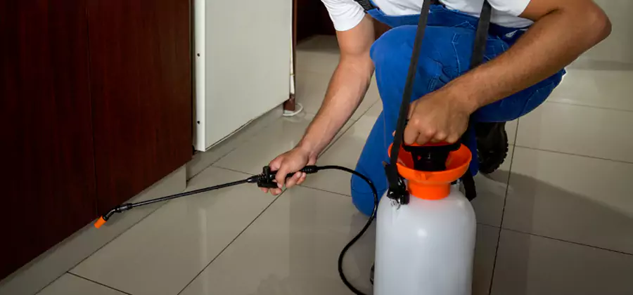Palmetto Bug Exterminator in Livingston