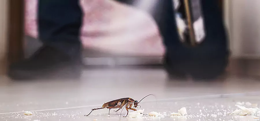 Roach House Treatment Livingston