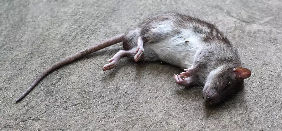 Dead Rat Disposal in Livingston
