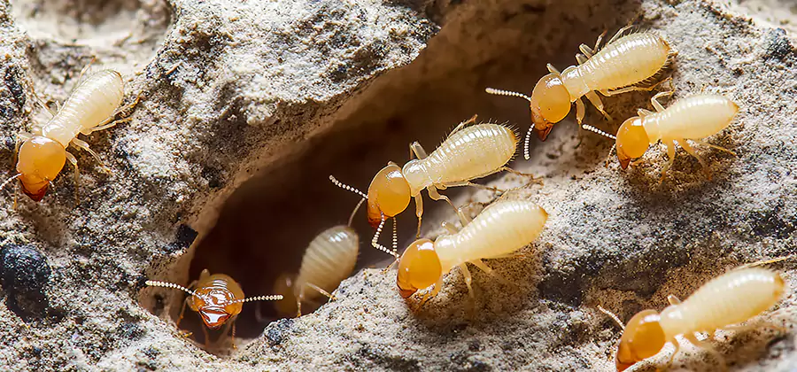 Termite Exterminator Services in Livingston