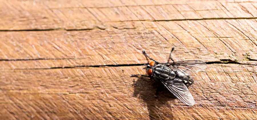 Flying Ant Barrier Treatment in Livingston