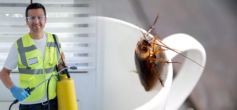 German Roach Infestation Treatment Livingston