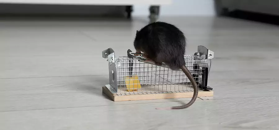 Mice in Attic Removal Livingston