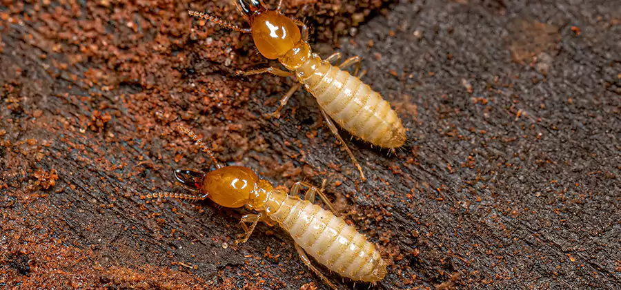 Structural Heat Termite Treatment in Livingston