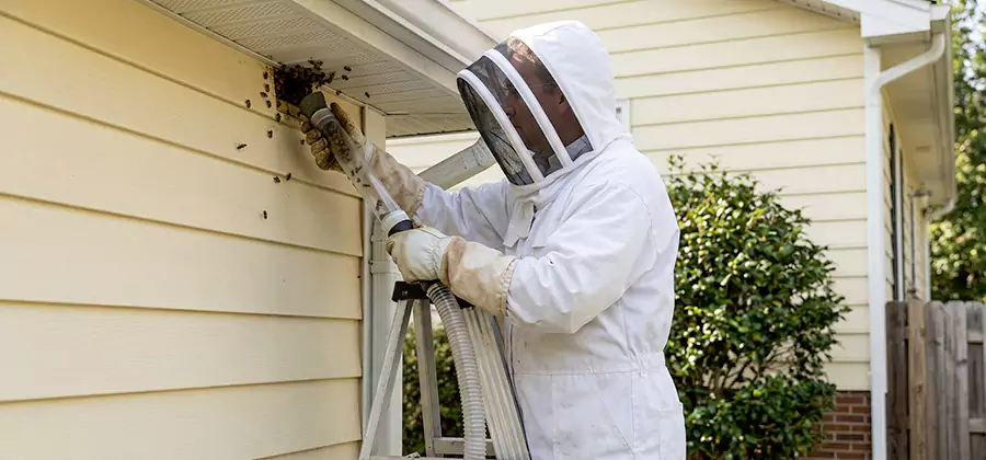 Wasp Nest in Wall Removal in Livingston
