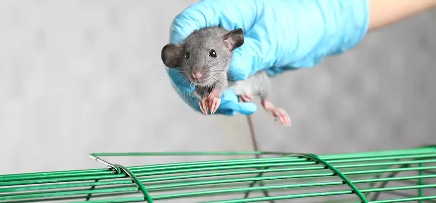 Humane Rat Trapping in Livingston