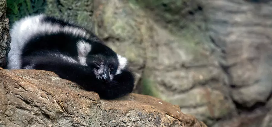 Humane Skunk Removal in Livingston
