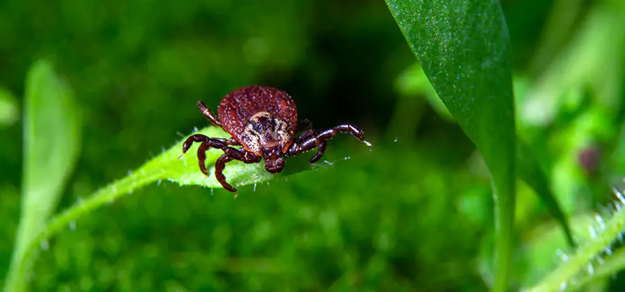 Tick Prevention for Yard in Livingston