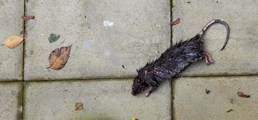 Mice in the Attic Removal in Livingston
