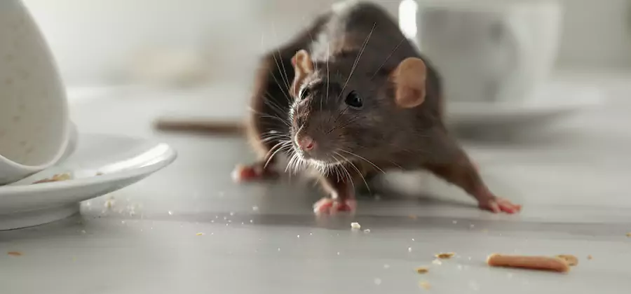 Rodent Feces Removal in Livingston