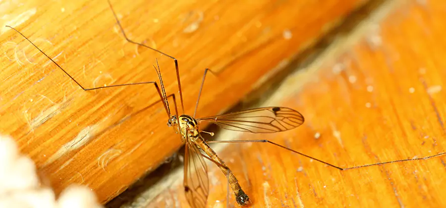 Exterior Mosquito Control in Livingston