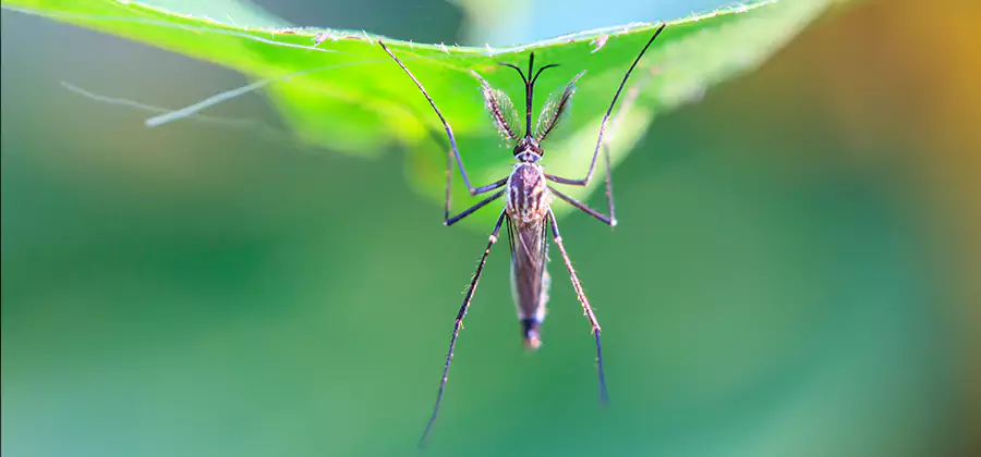 Pest and Mosquito Control for Yard and Patio in Livingston