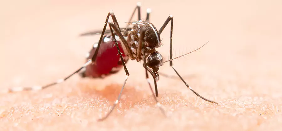 Pond Mosquito Control and Water Treatment in Livingston