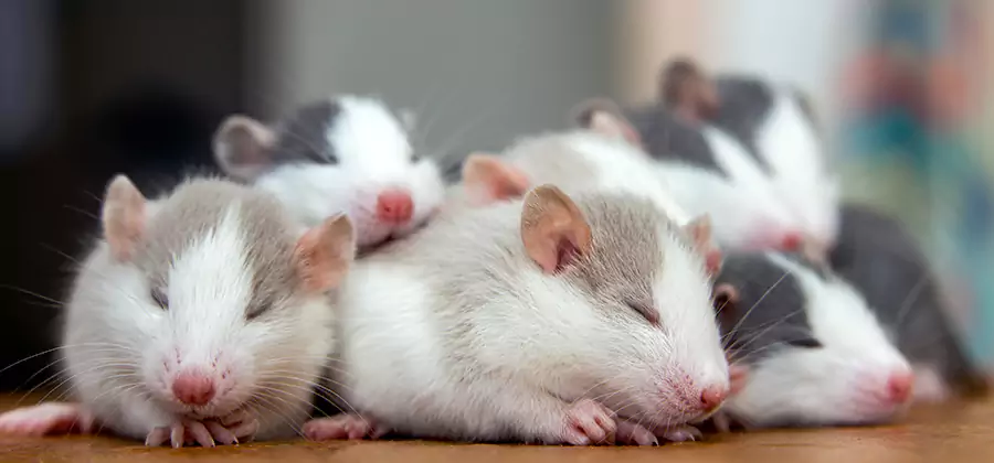 Livingston Pet Safe Mice Control