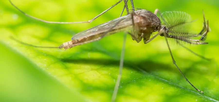 Herbal Mosquito Repellent Treatment in Livingston