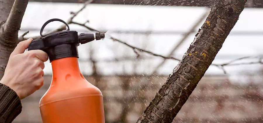 Orange Oil Structural Cavity Treatment in Livingston