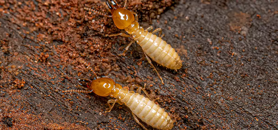 Natural Ant Hill Killer Treatment in Livingston